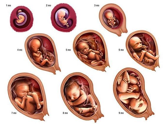 40 Hafta Hamilelik (Gebelik) Bebeğin Gelişim Aşamaları
